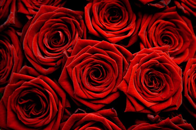 [red-roses-photo%255B5%255D.jpg]