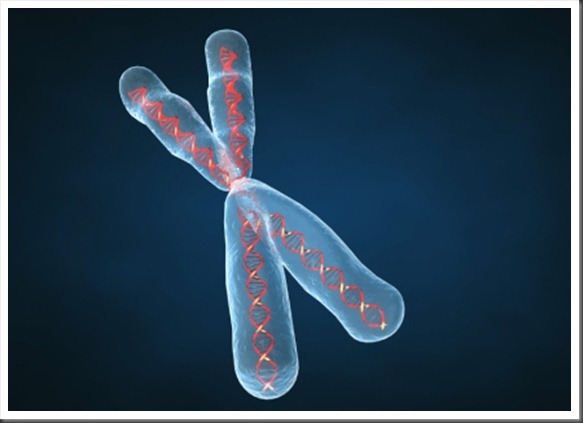 Sindrome-di-Klinefelter-cromosoma-X[1]