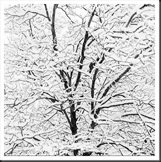 Jeffrey_Conley_Snow_Covered_Branches