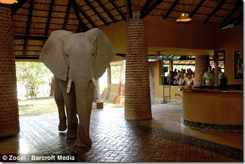 elefantes de zambia (2)