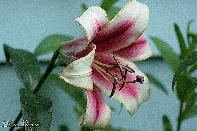[Lily_GardenPleasure%255B10%255D.jpg]