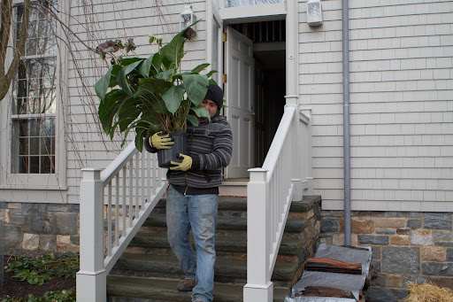 Wilmer, please be careful with that black bat plant. Martha recently acquired it and it's loaded with unusual flowers. Wilmer, please be careful with that black bat plant. Martha recently acquired it and it's loaded with unusual flowers.