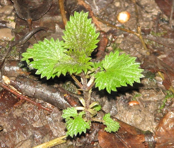 [20130214%2520Metre%2520%25284%2529%2520stinging%2520nettle%255B3%255D.jpg]