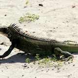 An Iguana On Magens Bay Beach - St. Thomas, USVI