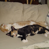 Tess and Tink.