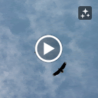 IMG_7690-MOTION.gif