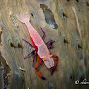 Emperor Shrimp