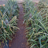 Growing Pineapple