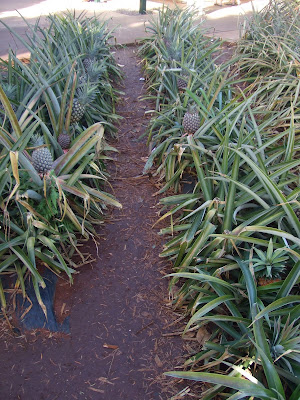 Growing Pineapple
