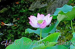 85 - Glória Ishizaka - Shirotori Garden