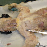pectoantebrachialis.JPG