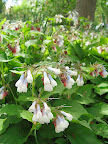 This is a type of comfrey - Symphytum ibericum 'Wisley Blue'. It has red buds which open to white flowers tinged with blue. Neither Andrew nor I had seen this before but we both thought it was fascinating...too bad it won't be in bloom for the 4th of July!