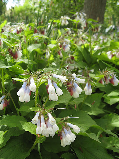 This is a type of comfrey - Symphytum ibericum 'Wisley Blue'. It has red buds which open to white flowers tinged with blue. Neither Andrew nor I had seen this before but we both thought it was fascinating...too bad it won't be in bloom for the 4th of July!