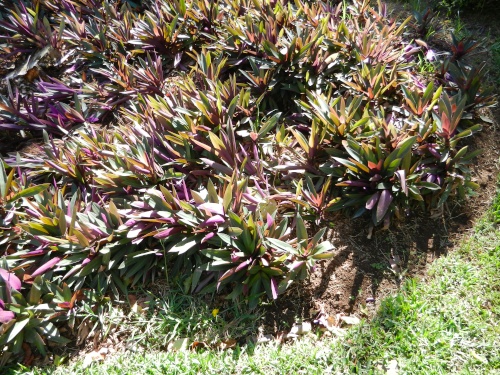 DSCN9957.jpg DSCN9957