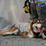 Pet Express Doggie Run 2012 Philippines. Jpg (255).JPG