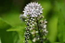 DSC_1600.JPG
