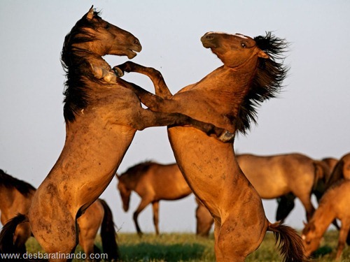 animais national geographic desbaratinando  (49)