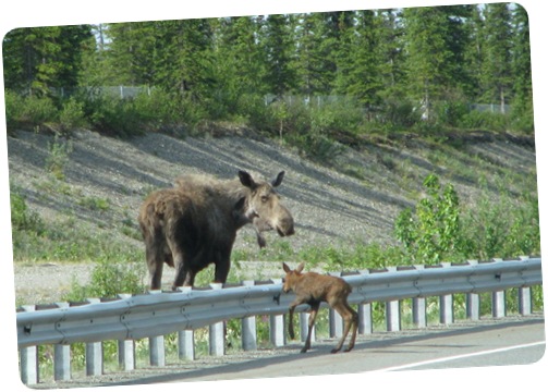 Baby Moose Crossing Road-3