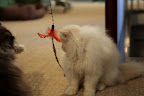 Wait a minute, Ch'in...we've been fooled!  It's just a feather on a string!