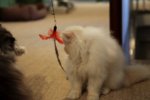 Wait a minute, Ch'in...we've been fooled!  It's just a feather on a string!
