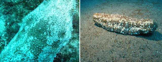 Strange Sea Creatures