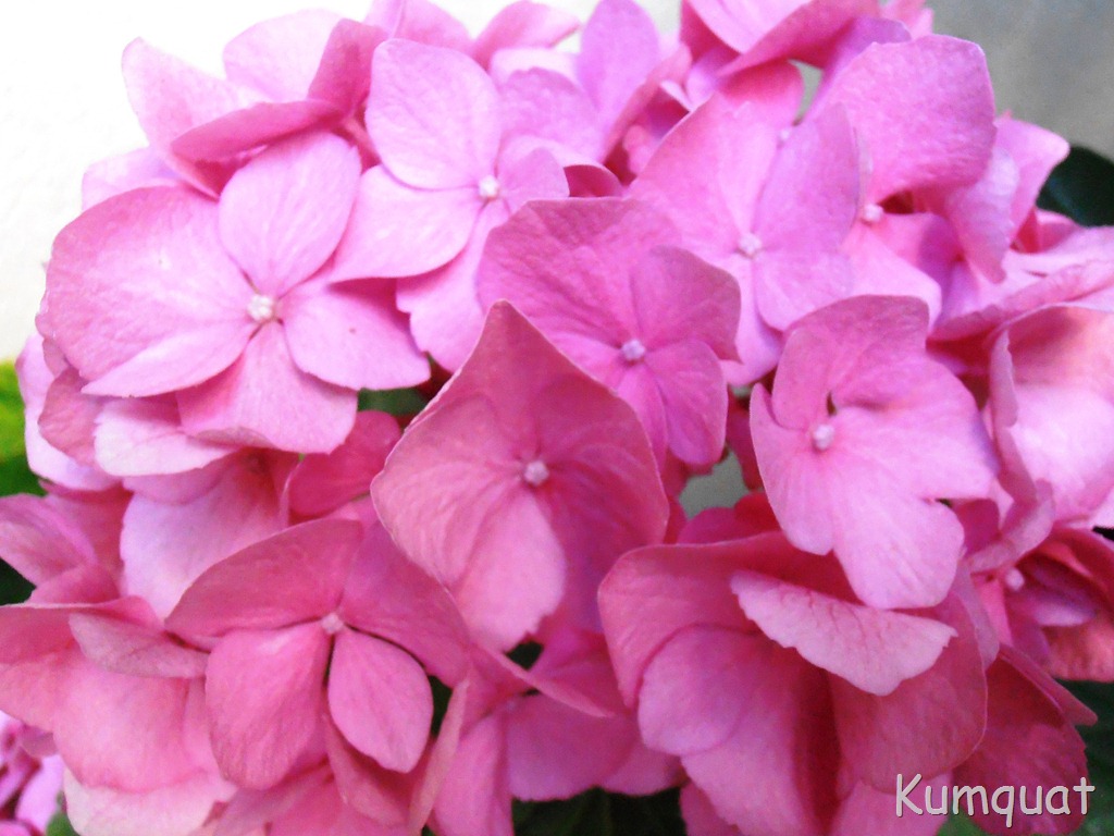 [hortensia%25203%255B5%255D.jpg]