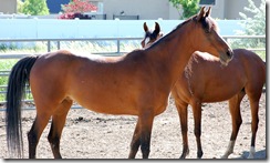 horses2011-22