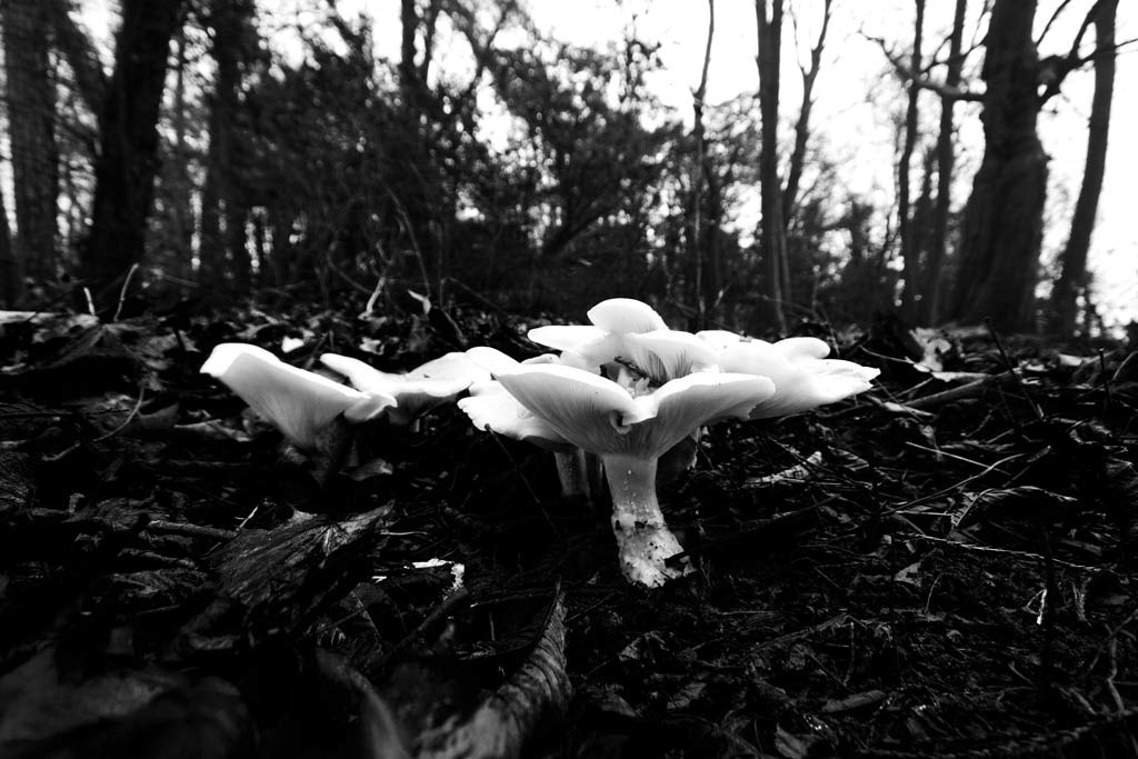 [Fleecy-Milk-Cap-2%255B3%255D.jpg]