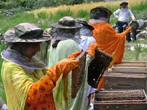 Rebuilding Plan Bee after the foods_Women Empowerment Honey Bee Farming_Gilgit (3)