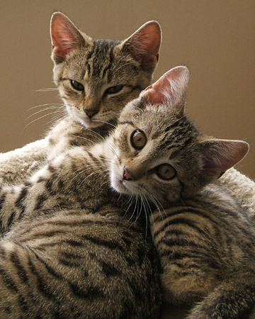 Cleo and Junior, mix-breed cats from Mechanicsburg, Pennsylvania, have their naptime interrupted by a human with camera. Contributed by Firestorm51.