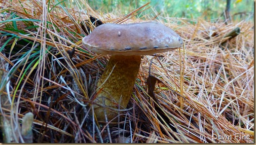 mushrooms_063