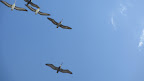 The Pelicans do too... they even patrol the area regularly to make sure all well for the local creatures!