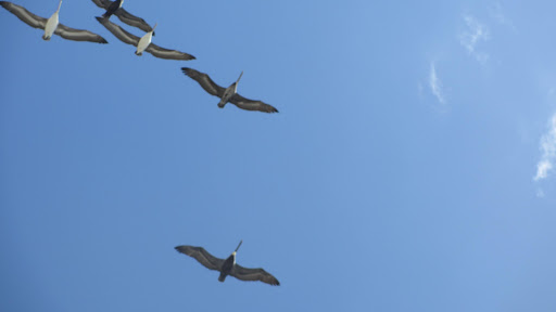 The Pelicans do too... they even patrol the area regularly to make sure all well for the local creatures!