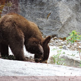 Bebê urso - Maligne River -  Jasper - Alberta, Canadá