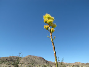 Brilliant Agave greeted us in Mortero Wash in the Anza Borrego Desert