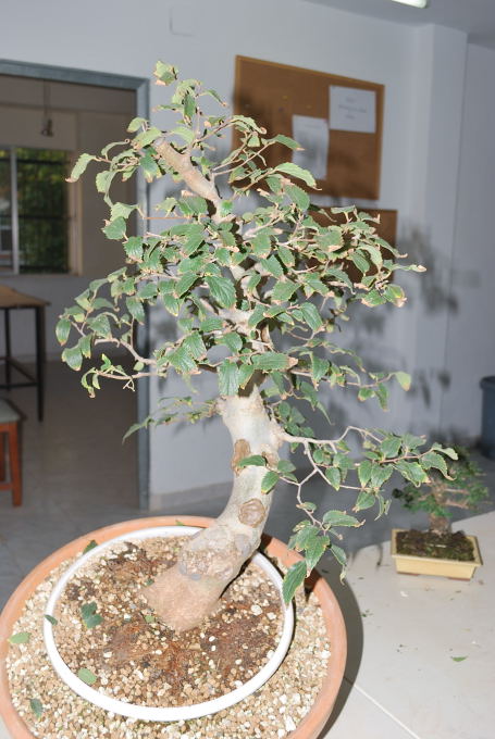 Celtis australis, Almez de Sergio.