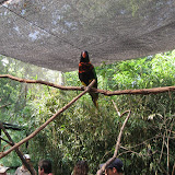 A lorikeet at the Nashville Zoo 09032011a