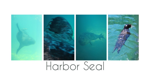 [seal3.jpg]