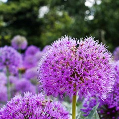 Pink-Allium