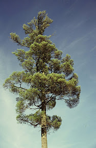 Forest Stewardship - The canopy of a towering eastern white pine photographed northeast of Grand Rapids, Minnesota. These old giants are routinely saved today as seed sources for new forests. Long known as the monarch of eastern forests, its unmistakable silhouette was sewn into the fabric of the first Revolutionary War battle flag - a symbol of the new nation's defiance of English rule, in particular the British Royal Navy, which appropriated all white pine two or more feet in diameter for ship's masts. The penalty for stealing one of Her Majesty's mast trees was hanging.