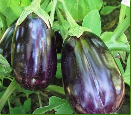 Beringela Black beauty Beringela Black beauty