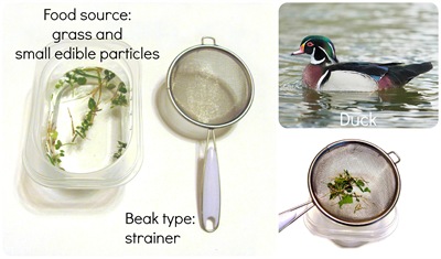Montessori Tidbits:  Bird beak strainer duck