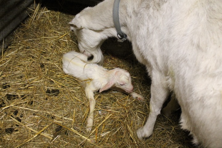 [aprilgoats13%2520029%255B4%255D.jpg]