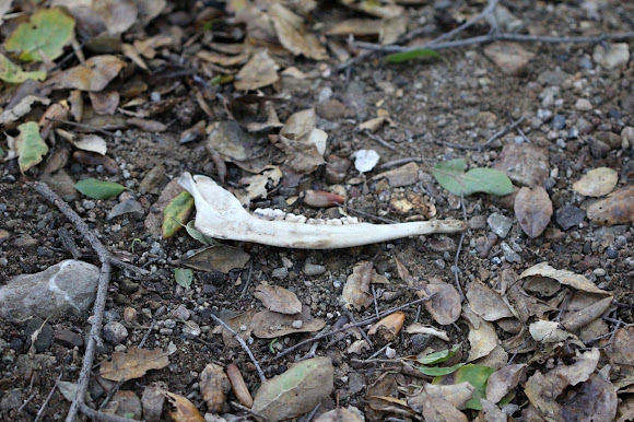 Spotting Image 1