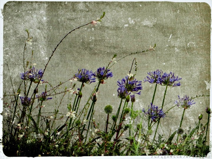 agapanthus, gaura, echinops