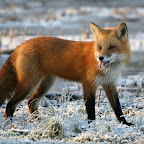 Red Fox