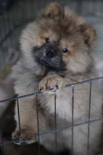 Sharkey and Francesca went to the TV studio with Martha.  This is the PERFECT time to play with all of their things!  First I need to climb out of my playpen.