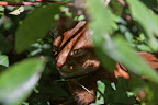 Abessinierkater Paul