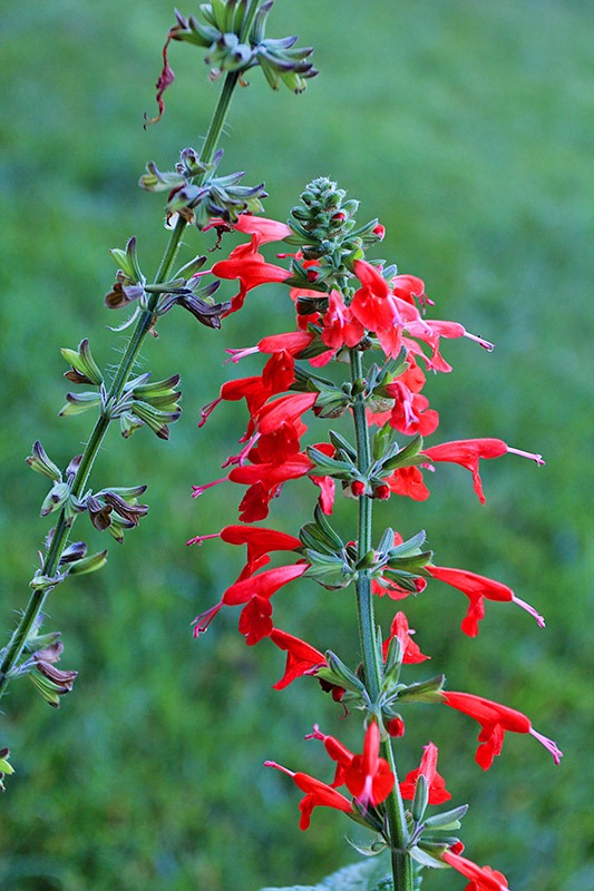 [Salvia-coccinea_02%255B2%255D.jpg]