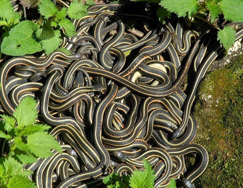 Image result for snake pit